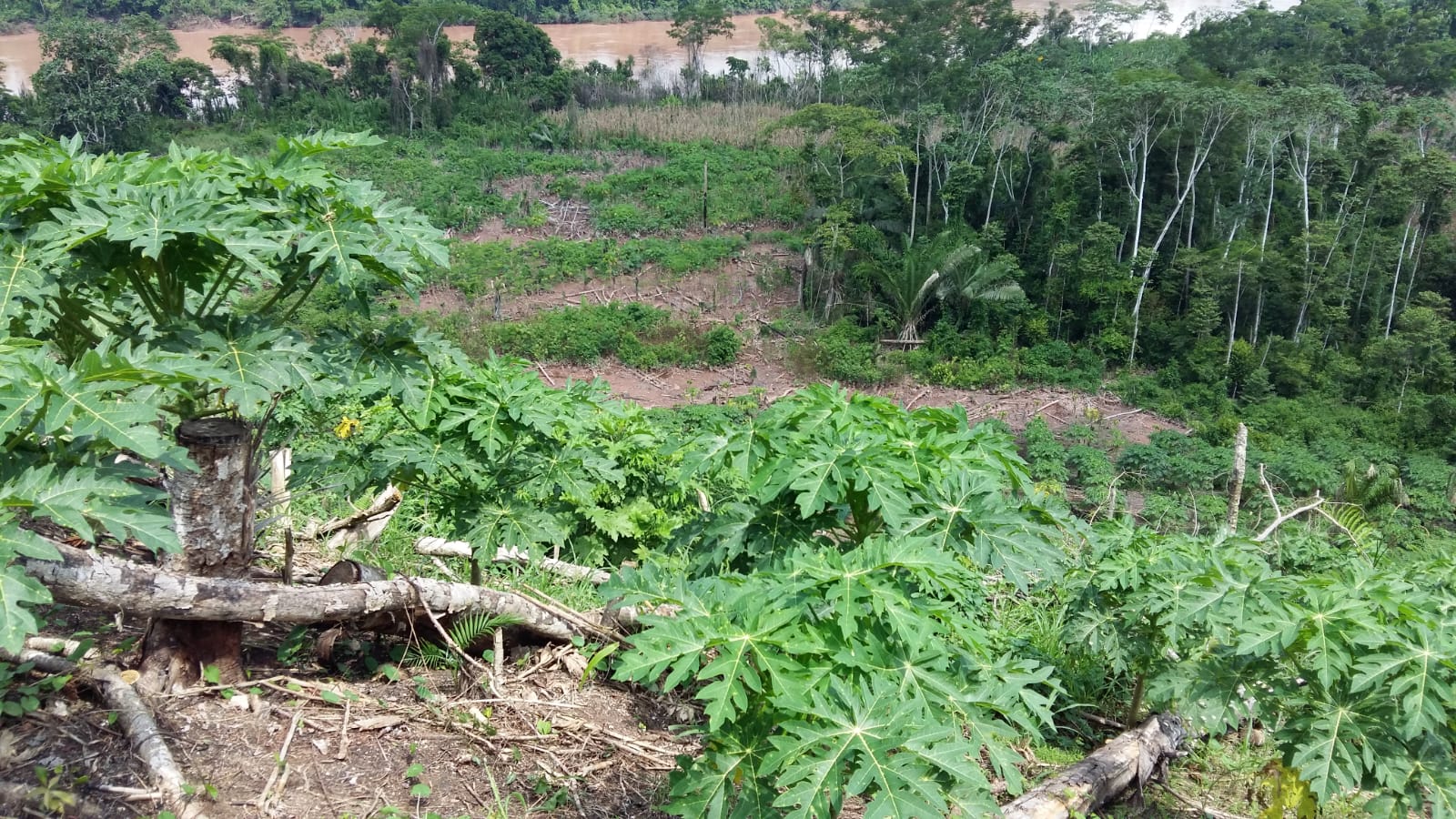 1 Terreno en Huanuco, Agricola y Pecuario en Yanayacu, Yuyapichis, Huanuco