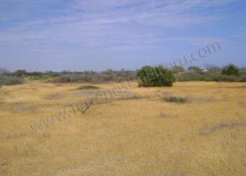 Terreno 8 copy
